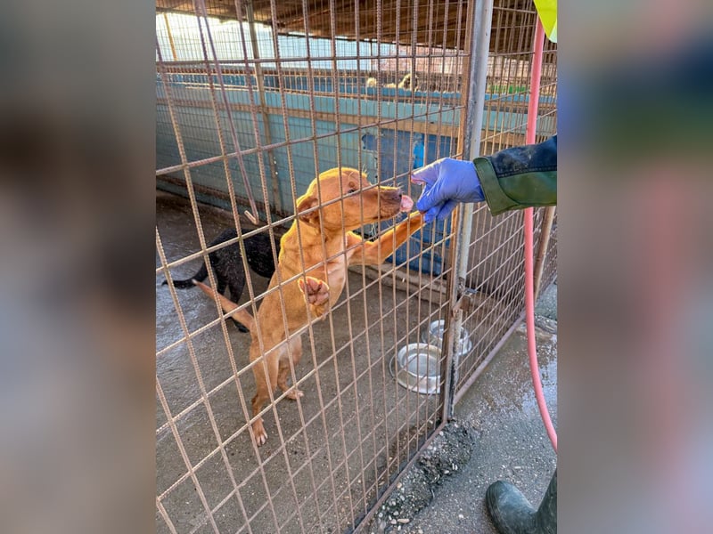 Süße MIRA ist ein Traum auf vier Pfoten