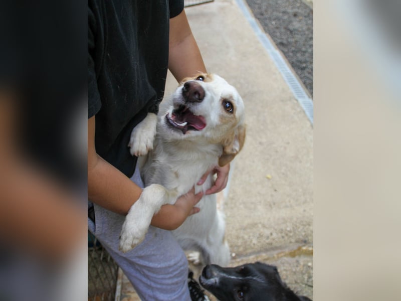 Neugierige LIMA sucht ihr Für-Immer-Zuhause