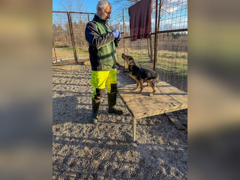 Sanfte und verschmuste FUTURE sucht ihr Kuschelkörbchen für Immer