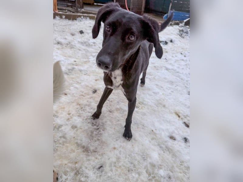 Kuscheln und Spielen im eigenen Zuhause, davon träumt die liebe IRMA