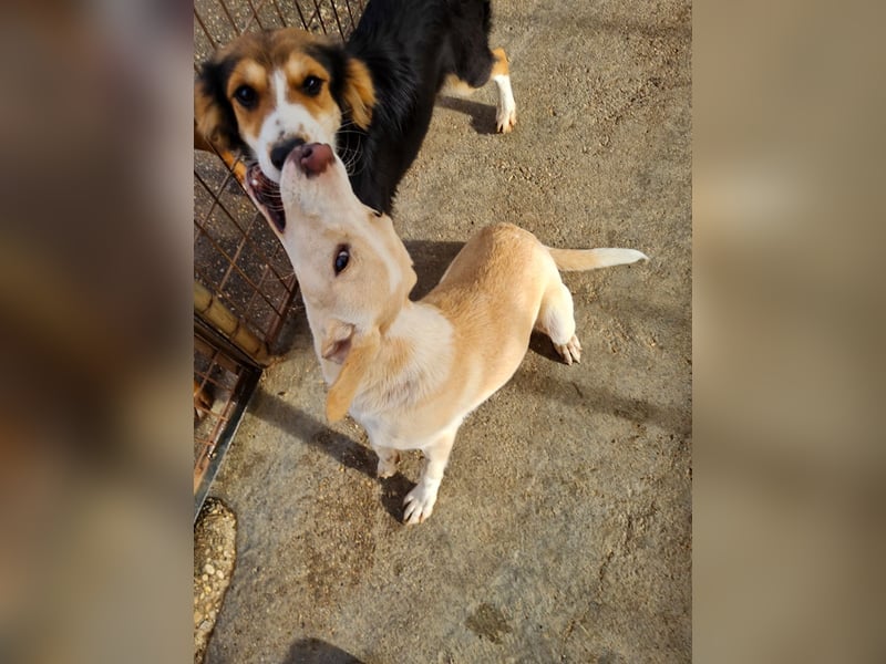 Bezaubernde MAGDALENA wäre gerne ein geliebtes Familienmitglied