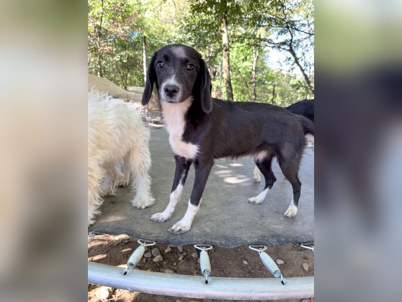 FLAVIA - wer bringt ihre Augen zum strahlen?