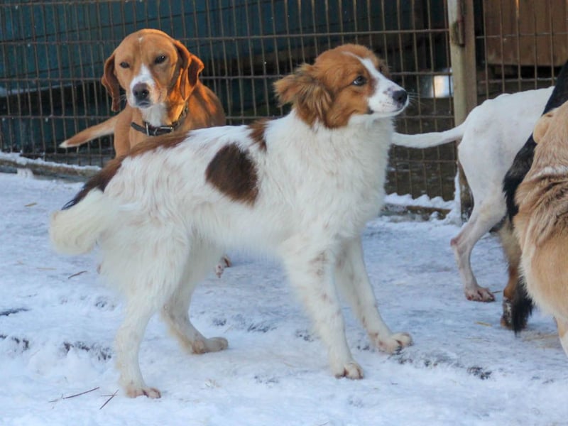 Halli-Hallo, ich FRIEDRICH, suche ein liebevolles Zuhause