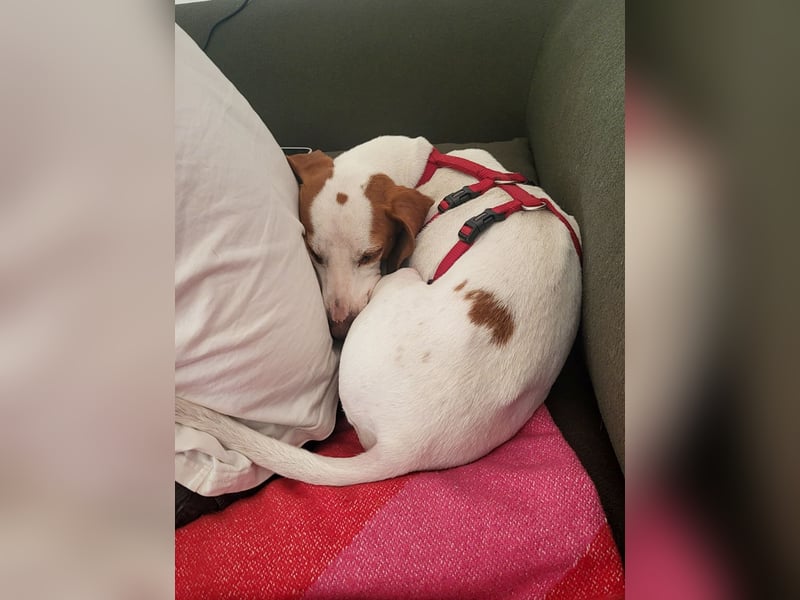 Schmusehund FICO möchte auf seiner PS in Erlangen von dir besucht werden! Komm vorbei!