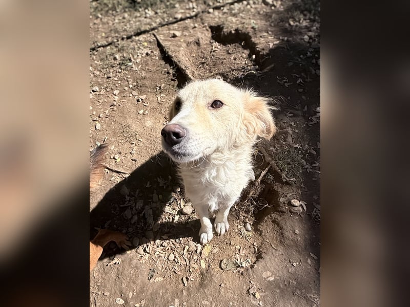 Wer gibt dem charmanten Hundebub MAXIM ein Zuhause