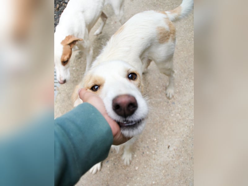 Wer hat ein Herz und ein Körbchen frei für die bezaubernde LIMA