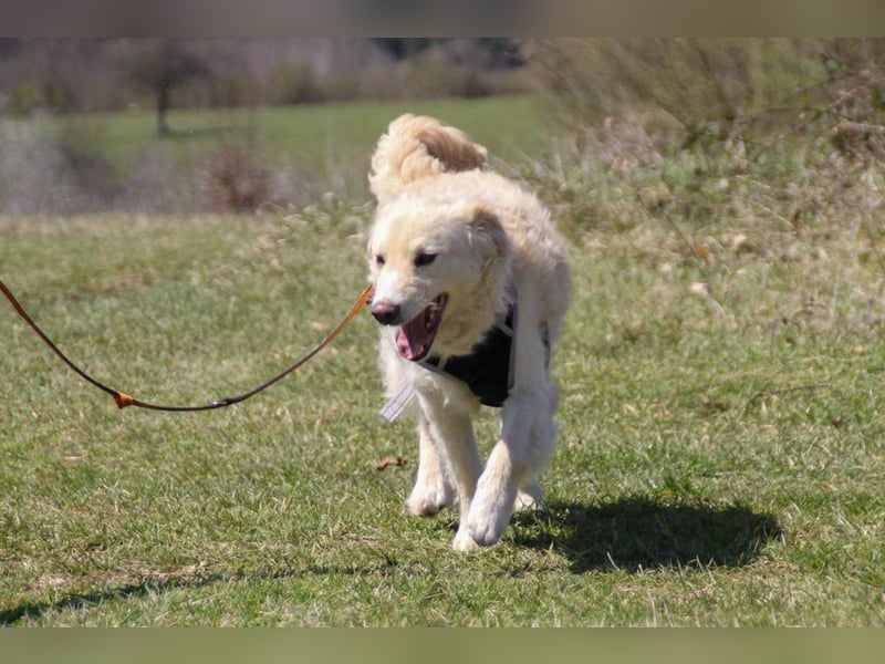 Bezaubernder MAXIM wäre gerne ein geliebtes Familienmitglied