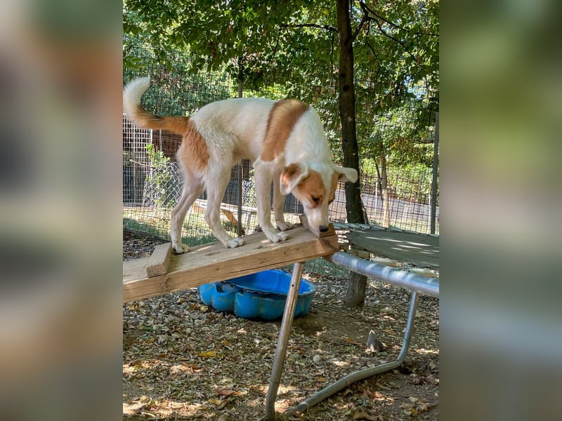 Halli-Hallo, ich bin der zuckersüße ANTONIO und suche ein liebevolles Zuhause