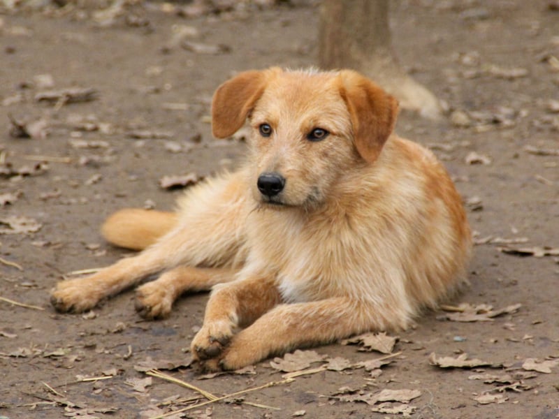 Zuckersüßer DARCY - manchmal etwas zurückhaltend aber doch neugierig