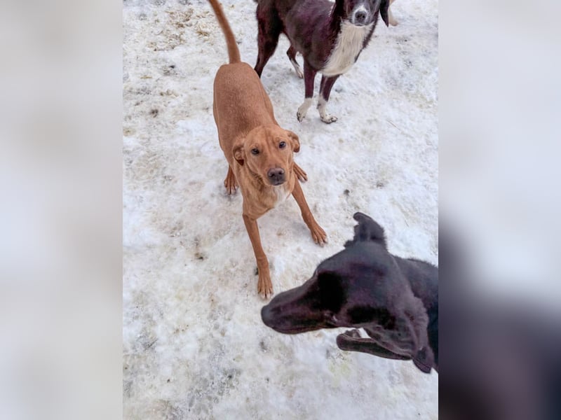 Hübsche MIRA will endlich raus aus dem Tierheim