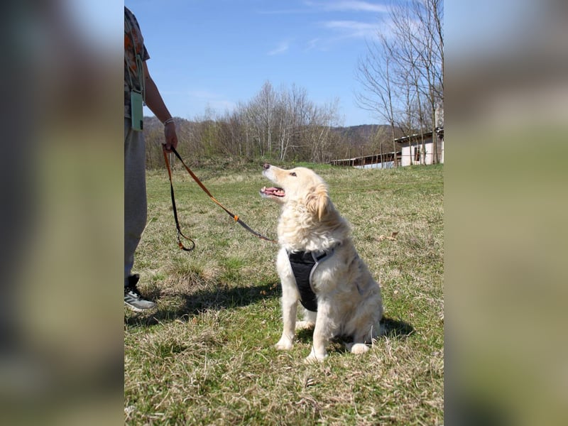 Bezaubernder MAXIM wäre gerne ein geliebtes Familienmitglied