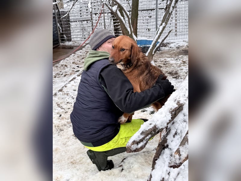 Zauberhafter DARIO - Herzenshund, Knutschkugel und Zuckerbub