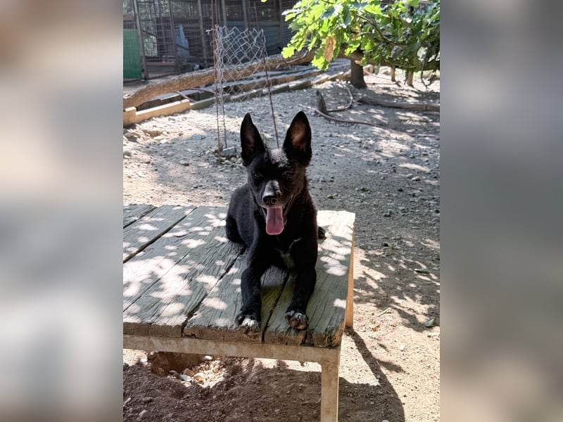 Niedliche BILLIE könnte dein Herzenshund werden