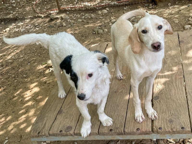 TIAGO - will Dich verzaubern TIAGO - will Dich verzaubern