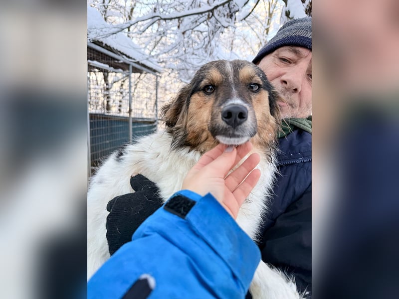 Zuckersüße JULIANA ist ein Engel auf vier Pfoten