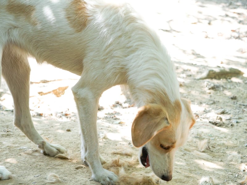 Neugierige LIMA sucht ihr Für-Immer-Zuhause