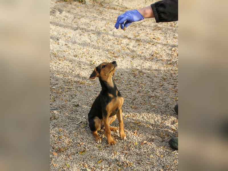 Sanfte und verschmuste FUTURE sucht ihr Kuschelkörbchen für Immer