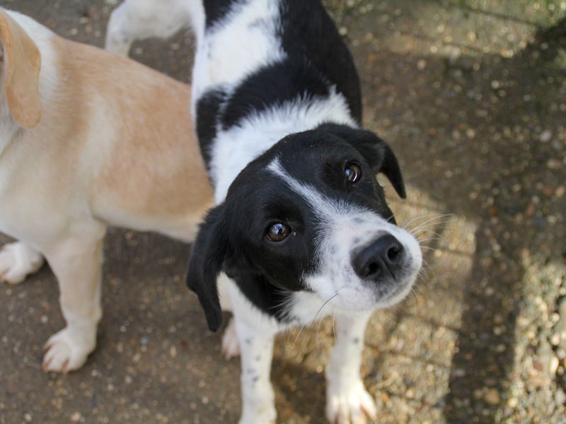 Fröhlicher Traumprinz ILIAS möchte dich verzaubern