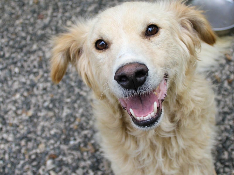 Hoppla - liebenswerter MAXIM möchte on tour gehen