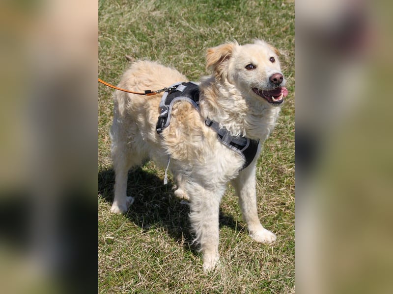 Bezaubernder MAXIM wäre gerne ein geliebtes Familienmitglied