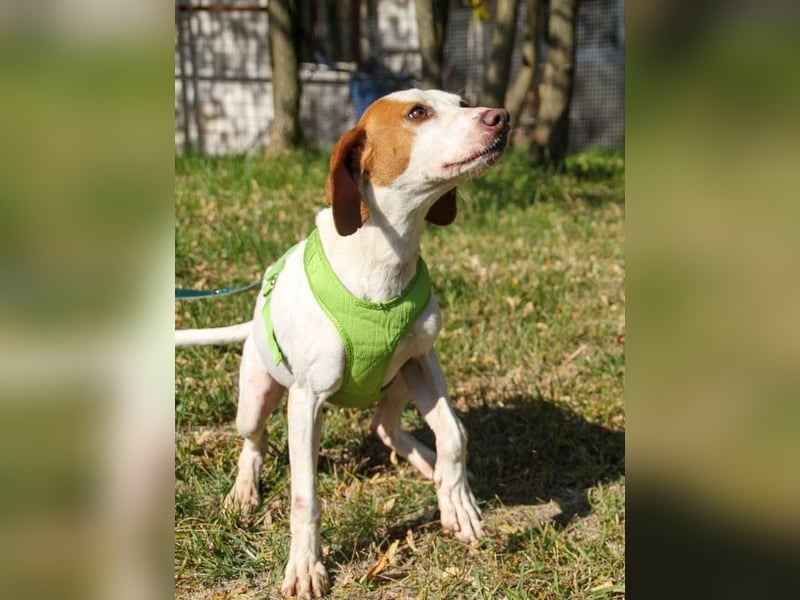 Hoppla - liebenswerter FICO möchte on tour gehen