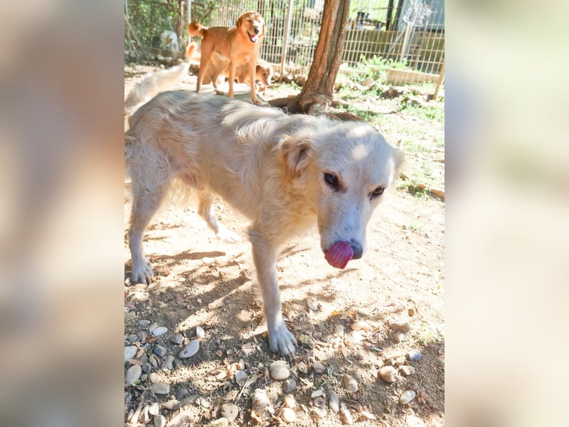 Wer gibt dem charmanten Hundebub MAXIM ein Zuhause