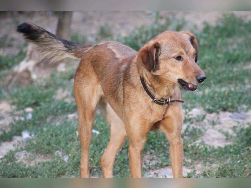 OPI OSCAR - bist du sein Herzensmensch ?