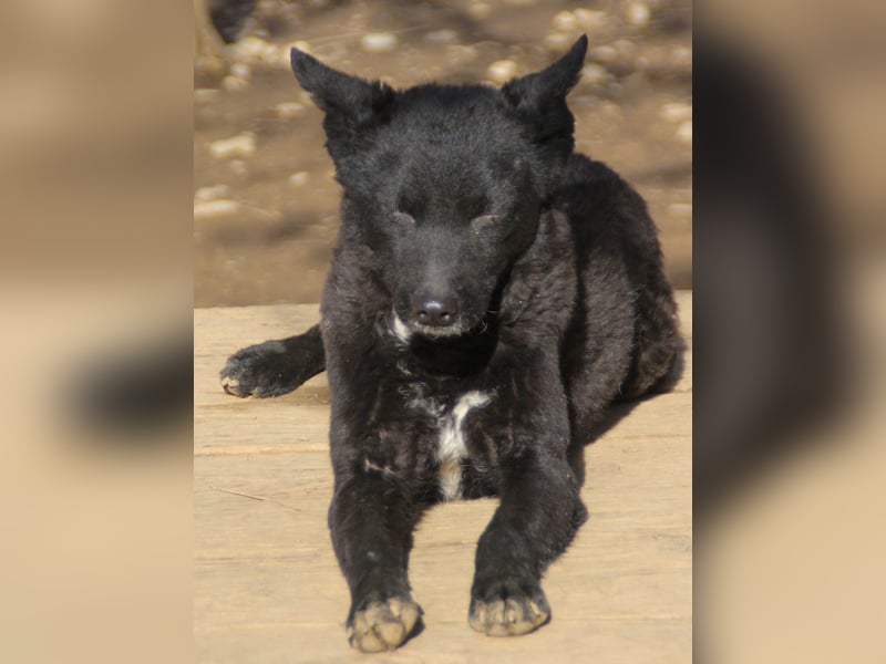 Niedliche BILLIE könnte dein Herzenshund werden