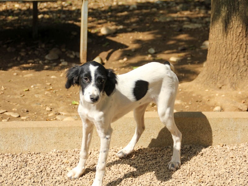 Sanfte und verschmuste IRNEA sucht ihr Kuschelkörbchen für Immer