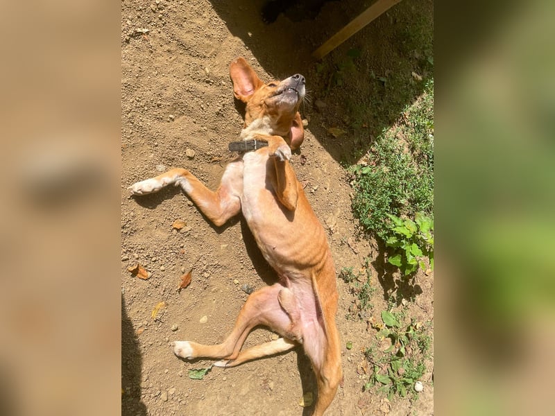 Freundlicher BARK möchte dich um seine hübschen Pfoten wickeln