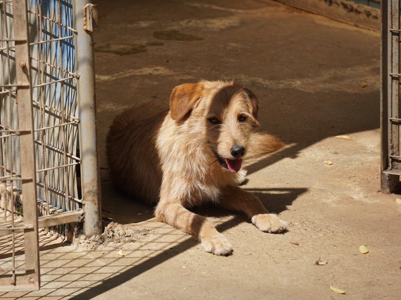 Zuckersüßer DARCY - manchmal etwas zurückhaltend aber doch neugierig