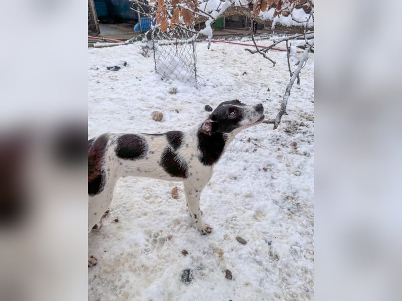 Fröhlicher Traumprinz ILIAS möchte dich verzaubern