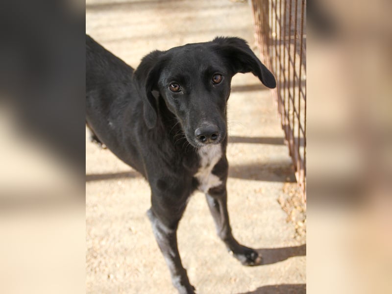 Black Beauty - bezaubernde Hundelady IRMA hofft auf ein liebevolles Zuhause