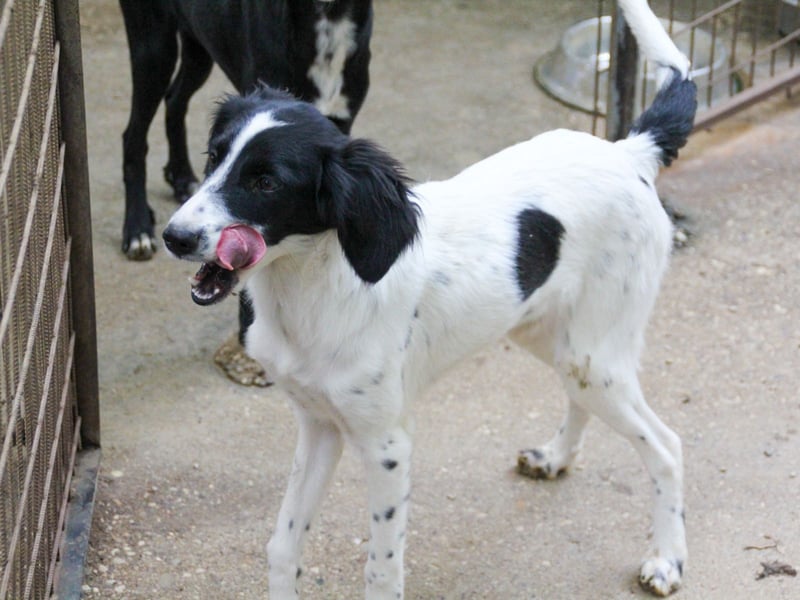 Sanfte und verschmuste IRNEA sucht ihr Kuschelkörbchen für Immer