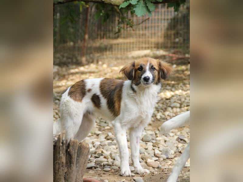 wunderhübscher WILHELM braucht DICH zum "Weiterwachsen"
