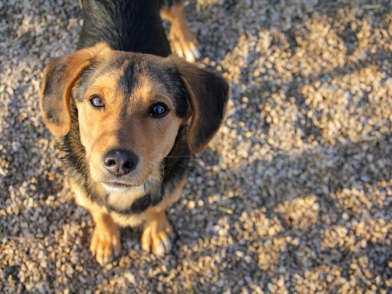 Sanfte und verschmuste FUTURE sucht ihr Kuschelkörbchen für Immer