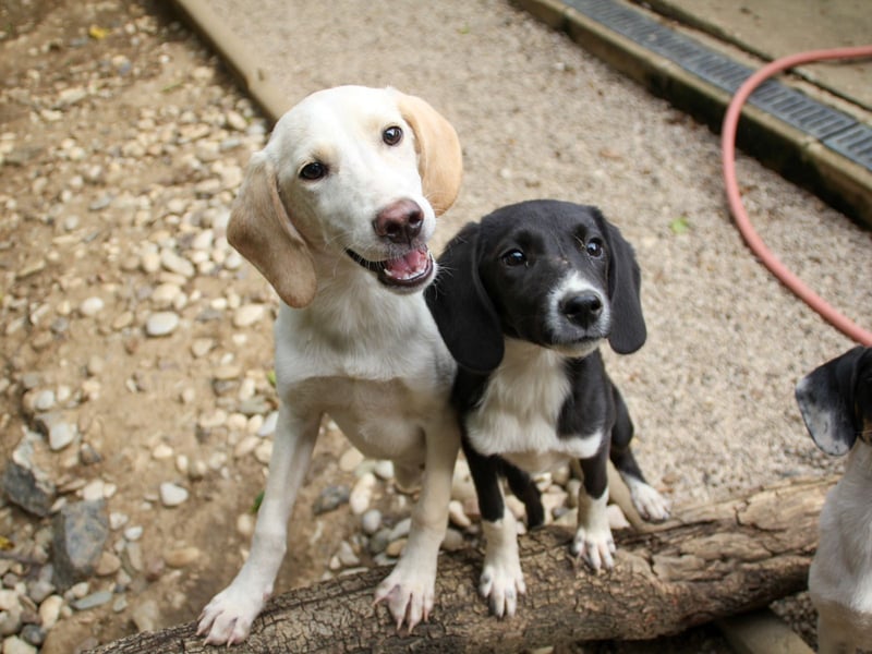 FLAVIA - wer bringt ihre Augen zum strahlen?