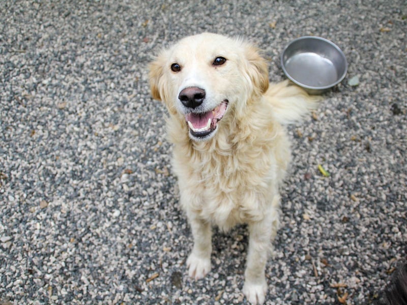Hoppla - liebenswerter MAXIM möchte on tour gehen