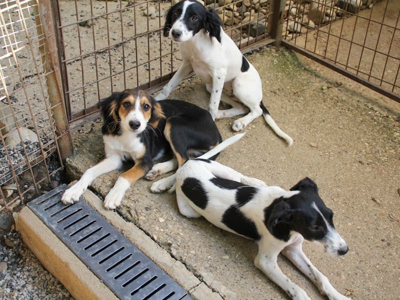 Süßer ILON - ein Herz auf 4 Pfoten