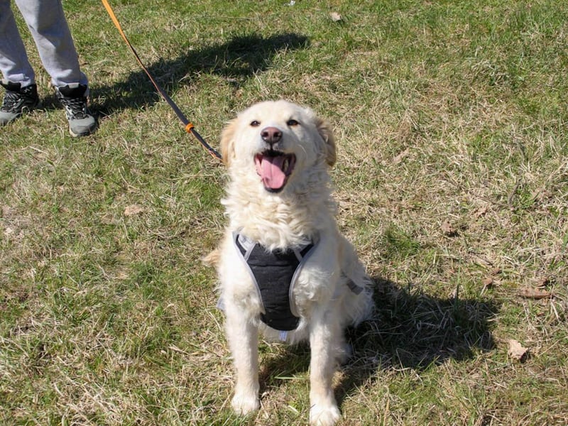 Bezaubernder MAXIM wäre gerne ein geliebtes Familienmitglied