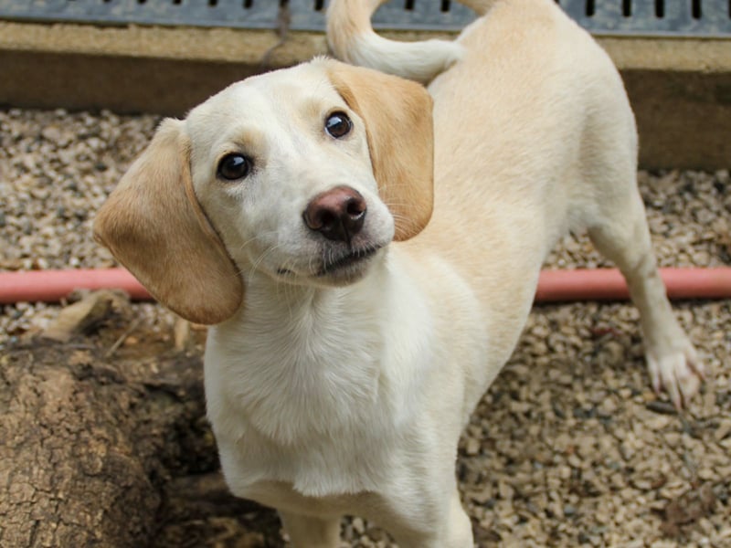 TIAGO - will Dich verzaubern TIAGO - will Dich verzaubern