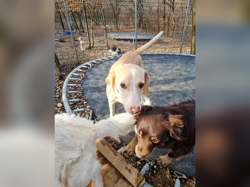 Bezaubernde MAGDALENA wäre gerne ein geliebtes Familienmitglied