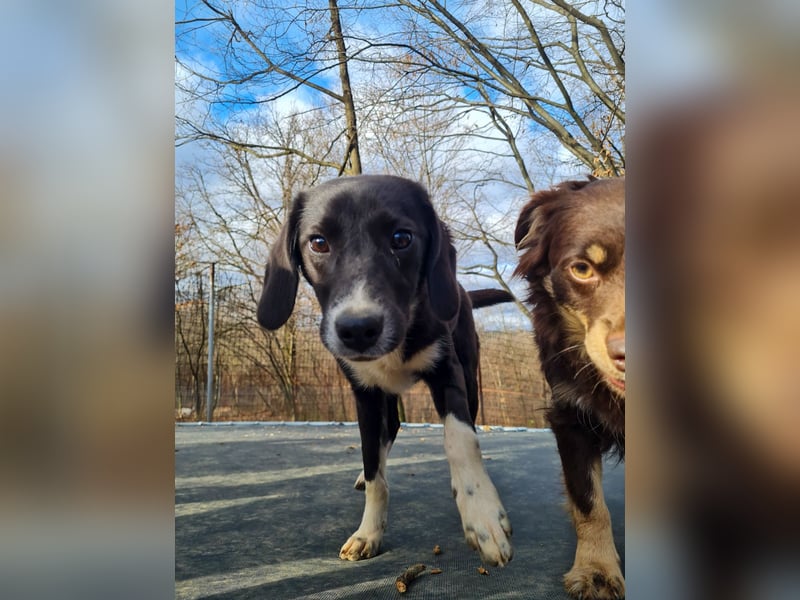 Aufgepasst - hier ist die charmante Traumhündin FLAVIA