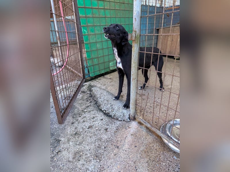 Kuscheln und Spielen im eigenen Zuhause, davon träumt die liebe IRMA