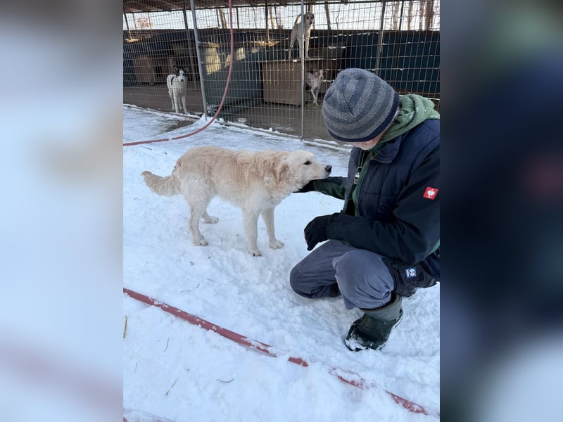 Hoppla - liebenswerter MAXIM möchte on tour gehen