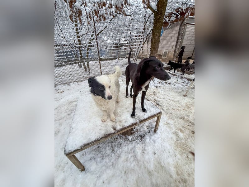 Kuscheln und Spielen im eigenen Zuhause, davon träumt die liebe IRMA