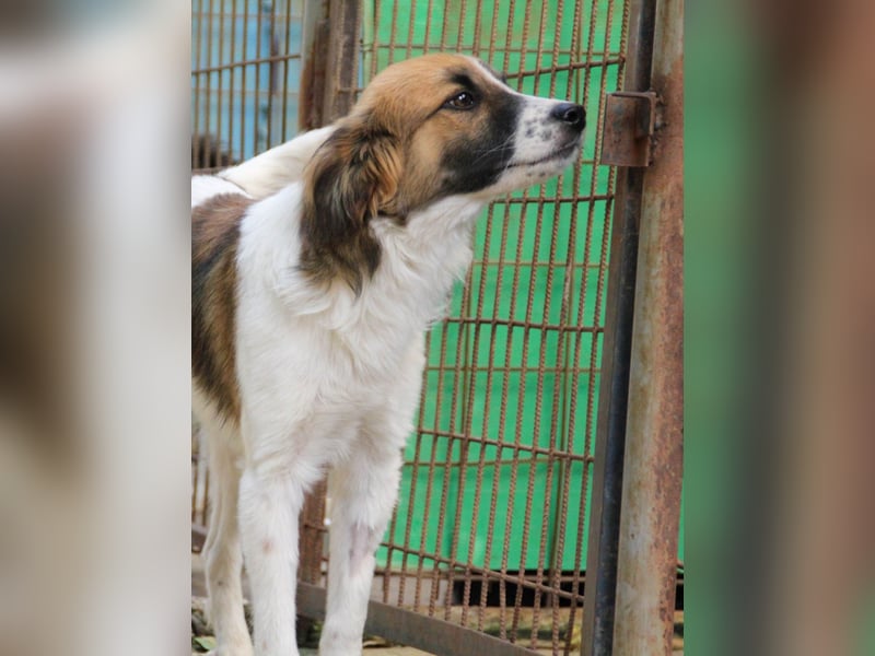 WILHELM wunderhübsch und schlau !