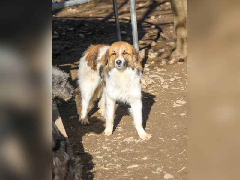 wunderhübscher WILHELM braucht DICH zum "Weiterwachsen"