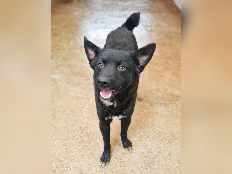 Niedliche BILLIE könnte dein Herzenshund werden