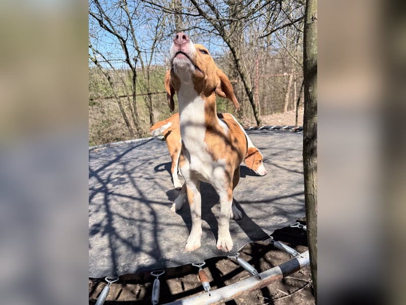 Fröhlicher Traumprinz PONGO möchte dich verzaubern